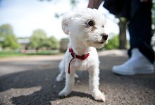 Gassi gehen - Foto: Daniel Naupold