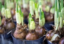 Narzissen - Foto: Andrea Warnecke/dpa-tmn