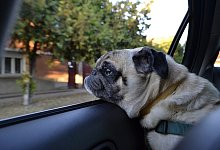 Hund im Auto - Symbolfoto: Pixabay