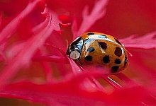 Oktobersonne aktiviert die n&uuml;tzlichen Gartenhelfer - Lippe