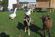 Tiertherapie - Wulf Daneyko