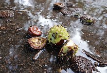 Kastanien liegen auf dem nassen Gehweg - Franziska Spiecker/dpa/dpa-tmn