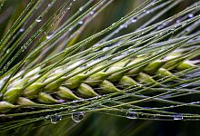 Regenwetter in Norddeutschland - Jens Büttner/dpa