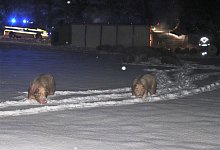 15 Schweine kamen bei dem Unfall ums Leben. Viele weitere liefen unkontrolliert im Schnee herum. - Polizei