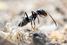 Ameisenplage in Schutterwald - Uli Deck/dpa