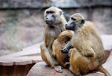 Guinea-Paviane im Tiergarten N&uuml;rnberg - Daniel Karmann/dpa