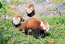 Nachwuchs bei den Kleinen Pandas im Erlebnis-Zoo Hannover - Shireen Broszies/dpa