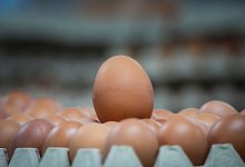 Neues Verfahren weist Biohaltung der Henne mit dem Ei nach - Soeren Stache/dpa