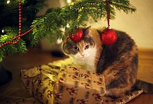 Sch&ouml;ne Spielerei - Foto: Ina Fassbender/dpa-tmn