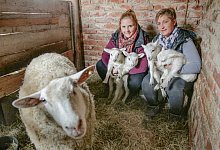 Wolliges Quartett - Tyler Larkin