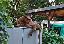 Plüschtier statt Raubtier - Polizei Berlin