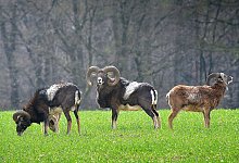 Immer wieder ein starker Anblick: Die Mufflonherde auf der Nordseite des Teutoburger Waldes. - Andreas Fr&uuml;cht