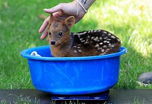 Der am 17. Juli 2022 geborenen S&uuml;dpudu Alvess sitzt in einer Schale und wird gewogen. - Oliver Berg/dpa