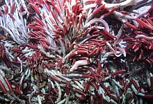 Tiefsee-Lebensraum - Rov Subastian/Schmidt Ocean Institue/dpa