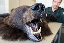 Vom Zoll beschlagnahmt wurde dieser pr&auml;parierte Braunb&auml;r, der in den R&auml;umen des Zollfahndungsamtes in Frankfurt am Main (Hessen) gezeigt wird. - picture alliance / Boris Roessler/dpa