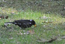 Leuzistische Amsel - Stefan Bosch/NABU-Landesverband Baden-W&uuml;rttemberg /dpa