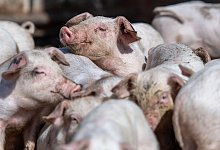 &Ouml;kolandbau - Marius Becker/dpa