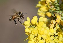 Honigbiene - Wolfgang Kumm/dpa