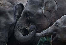 Sumatra-Elefanten - picture alliance / Afriadi Hikmal/ZUMA Wire/dpa