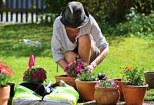 Person bepflanzt im Freien Blument&ouml;pfe - Karl-Josef Hildenbrand/dpa-tmn/dpa