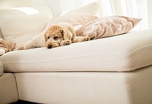 Hunf auf dem Sofa - Foto: Christin Klose/dpa-tmn