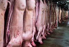 Schweineh&auml;lften - Daniel Vogl/dpa