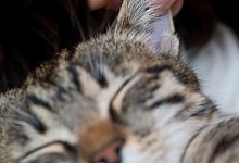 Katzenohren &uuml;berpr&uuml;fen - Foto: Franziska Gabbert