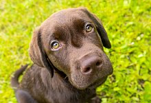 Ranking Hundenamen 2023 - Benjamin Nolte/dpa-tmn