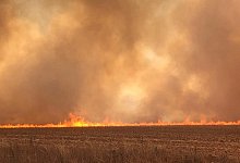 Waldbr&auml;nde im Amazonas - Foto: CBMMT