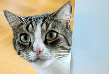 Kopf einer Katze - Foto: Horst Ossinger/dpa