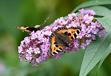 Kleiner Fuchs - Carsten Rehder/dpa