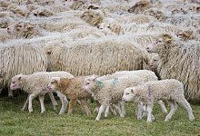 Schafherde mit L&auml;mmern - Henning Kaiser/dpa/Archivbild