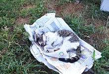 Ein Unbekannter hat die Katze von Alexandra Schmiedel mit einer Waffe get&ouml;tet. - pr