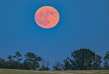 Erdbeermond - Patrick Pleul/dpa