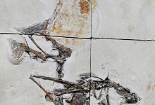 Saurier-&Uuml;berreste - Foto: Victor Beccari/-/dpa