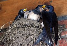 Junge Schwalben werden gefüttert - Rainer Jensen/dpa/dpa-tmn