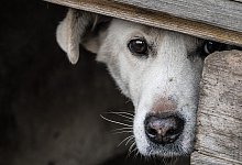 Viele Haustiere &auml;ngstigen sich sehr vor Silvester-Feuerwerk. Das Bielefelder Tierheim gibt wertvolle Tipps zum Schutz der Tiere. - Symbolfoto Pixabay