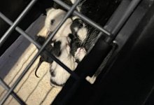 Tiere - Tierschutzverein Bielefeld