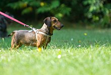 Geschirr f&uuml;r Hunde - Foto: Andrea Warnecke/dpa-tmn