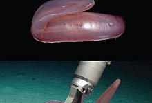 Neue Seegurken-Art beschrieben - Amanda Serpell-Stevens/Senckenberg Gesellschaft f&uuml;r Naturforschung/dpa