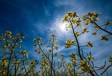 Sommertag - Foto: Peter Steffen/dpa