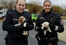 Hundewelpen gerettet - Foto: Moritz Ahrens/Polizeidirektion Hannover/dpa