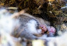 Gartenschl&auml;fer im Winterschlaf - Peter Zschunke/dpa
