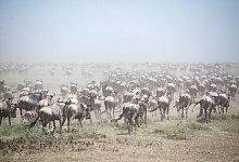 Naturschutzgebiet Afrika - Serengeti - Gioia Forster/dpa