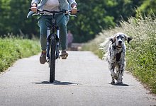 Tier auf Trab: 8 Tipps f&uuml;rs Radeln mit Hund - Frank Rumpenhorst/dpa-tmn/dpa