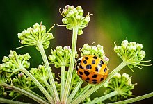 Marienk&auml;fer - Foto: Soeren Stache/dpa