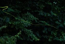 Gl&uuml;hw&uuml;rmhen - Silas Stein/dpa