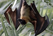 Flughund - Foto: Arno Burgi/Archiv