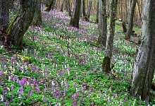 Lerchenspornbl&uuml;te - Brinkmeier