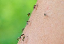 Stechm&uuml;cken - Patrick Pleul/dpa-Zentralbild/dpa